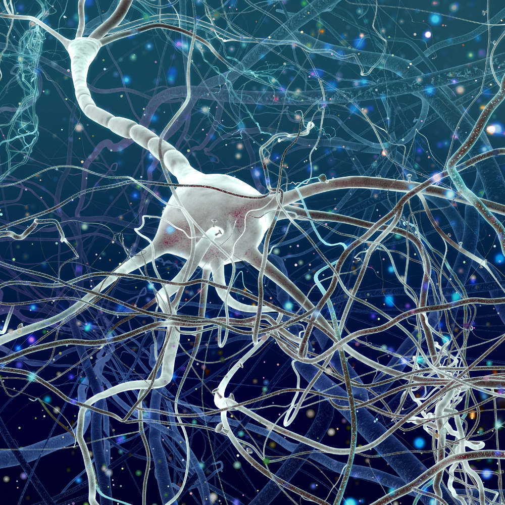 Hjerneceller og synapser